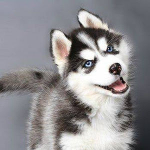 Meet your Posher, Annie